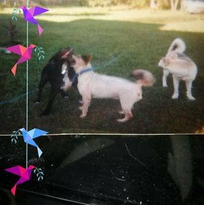 Meet your Posher, Robin